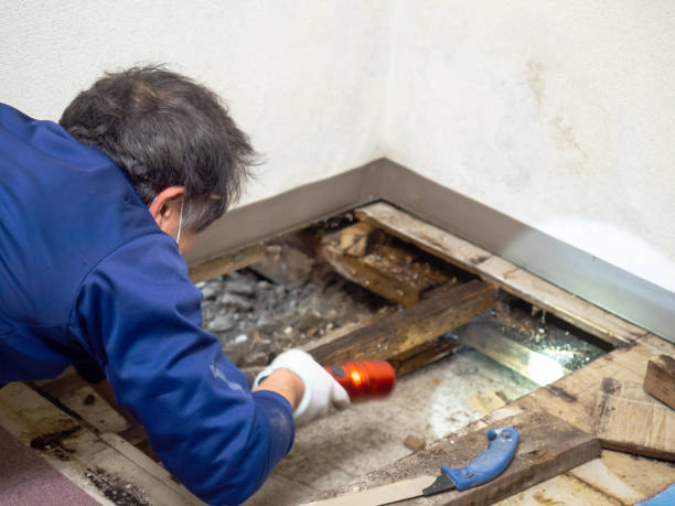Best Insurance-Related Mold Remediation in Alamo, GA