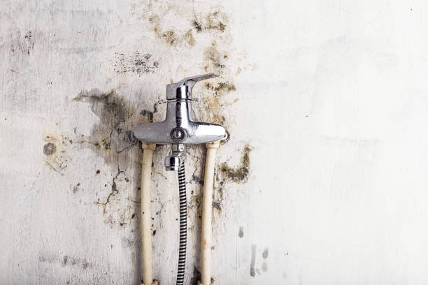 Best DIY Mold Remediation Support Services in Alamo, GA