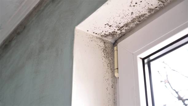 Best Basement Mold Remediation in Alamo, GA