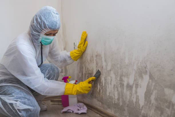 Best Crawl Space Mold Remediation in Alamo, GA