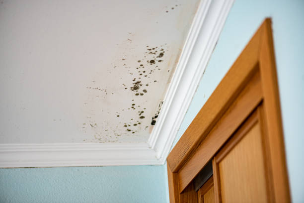 Best Commercial Mold Remediation in Alamo, GA