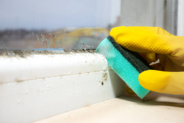 Best Black Mold Remediation in Alamo, GA