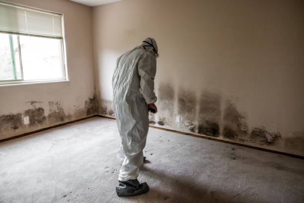 Best Mold Remediation for Specific Building Types in Alamo, GA