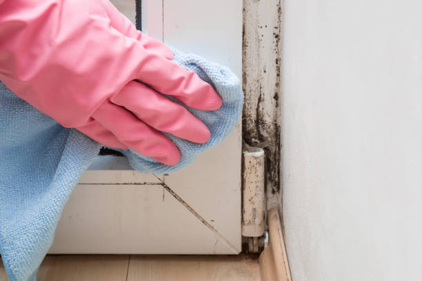 Best Industrial Mold Remediation in Alamo, GA