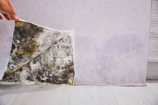Best Residential Mold Remediation in Alamo, GA